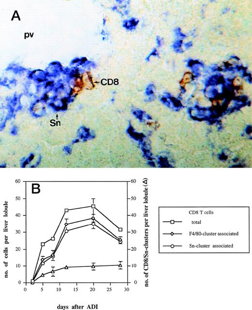 Fig. 3. Kinetics of CD8-Sn+ cluster formation in livers of tumor-bearing DBA/2 mice under ADI. Frozen tissue sections were stained for CD8 T lymphocytes and Sn+ Kupffer cells with corresponding MoAbs. Six lobules per liver were analyzed under the microscope. (A) Immunohistochemical picture of sections, double-stained for CD8 (brown) and Sn (blue) in livers of tumor-bearing mice 12 days after ADI treatment. Show is the periportal area in which CD8 T lymphocytes and Sn+ Kupffer cells are mainly located and form cell clusters (original magnification × 400). pv, portal vein. (B) Double-staining of CD8 T lymphocytes and Sn+macrophages in mouse livers after ADI therapy. (□) Total number of CD8 T cells; (◊) the number of CD8 cells associated with F4/80+ cells in clusters; (○) the number of CD8 cells associated with Sn+ cells in clusters; (▵) the number of CD8 cell-Sn+ cell clusters. Data show the means and standard deviations from two experiments with 2 to 3 animals per time point. Data points without SD represent mean values for which the SD was smaller than 1.