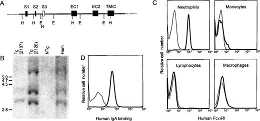 Fig. 1. Generation of transgenic mice expressing human FcRI. (A) Structure of the transgene consisting of a 41-kb cosmid insert carrying the gene encoding FcRI. Exons are represented by closed boxes. S1, S2, signal peptide; S3, putative additional signal exon39; EC1 and EC2, extracellular Ig-like domains; TM/C, transmembrane and cytoplasmic region; E, EcoRI; H, HindIII. (B) Southern blot analysis of hFcRI transgenic mice. Genomic DNA from transgenic (Tg) line 2107 (lane 1), line 2126 (lane 2), a nontransgenic (NTg) mouse (lane 3), and human DNA (lane 4) were digested with EcoRI and hybridized with hFcRI cDNA probe. Sizes of DNA fragments (kb) are indicated on the left. (C) Flow cytometric analysis of FcRI surface expression on mouse blood cells and peritoneal macrophages. Cells of nontransgenic (thin lines) and transgenic (bold lines) mice were stained with anti-FcRI MoAb A77-FITC. Cells were stained with Gr-1-PE or F4/80-biotin/streptavidin-PE to identify granulocytes and monocytes/macrophages, respectively. Anti-CD45/B220 and anti-TCRβ served to distinguish lymphocytes. This experiment was repeated at least five times, yielding essentially identical results. (D) Human IgA binding to transgenic neutrophils. Cells of NTg (thin line) and Tg (bold line) were incubated with human serum IgA and PE-labeled antihuman IgA antibody.