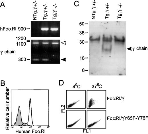 Fig. 4. The FcR γ chain is essential for both surface expression of and phagocytosis by hFcRI. (A) Genomic DNA from wild-type and FcR γ chain-deficient mice was checked for the presence of hFcRI and FcR γ chain by PCR. Wild-type FcR γ chain PCR products are marked by the closed arrowhead and positions of mutant FcR γ chains are marked by the open arrowhead. (B) Surface expression of hFcRI on granulocytes of Tg,γ⌈+/− (bold line), Tg,γ−/− (thin line), or NTg,γ⌈+/− (filled area) analyzed by flow cytometry. Cells were stained with A77-FITC. (C) Physical interaction between FcR γ chain and hFcRI was shown in Tg mice by FcR γ chain immunoadsorption with MoAb directed to hFcRI. The gel was run under nonreducing conditions and the blot was stained with a rabbit anti-FcR γ chain antiserum. Position of FcR γ chain homodimers is marked by the arrowhead. (D) Phagocytosis of IgA-coated PKH26-labeled bacteria by hFcRI/γ chain transfectants is dependent on a functional ITAM. Human secretory IgA-opsonized bacteria were incubated with hFcRI transfectant cells. FL-2 fluorescence represents bacterial binding to transfectants. After incubation at either 4°C or 37°C, remaining cell-surface bound bacteria was detected using GhIgA-FITC. A decrease in FITC-fluorescence (FL-1) reflects phagocytosis. One representative experiment of five is shown.