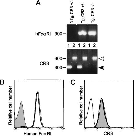 Fig. 5. The β2 integrin CR3 (CD11b/CD18) does not affect surface expression of FcRI in transgenic mice. (A) Detection of FcRI and CR3 in genomic DNA from wild-type and CR3-deficient mice by PCR. Wild-type CR3 (lanes 1) is marked by the closed arrowhead and mutant CR3 (lane 2) by the open arrowhead. (B and C) Flow cytometric analyses of hFcRI and CR3 expression on peripheral blood granulocytes of Tg,CR3⌈+/− (bold lines), Tg,CR3−/− (thin lines), or NTg,CR3⌈+/− (filled area) mice. Cells were stained with A77-FITC to detect hFcRI (B) or M1/70-FITC to assess CR3 expression (C). Experiments were repeated four times, yielding identical results.