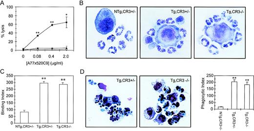 Fig. 6. ADCC, but not phagocytosis triggered via hFcRI, depends on the presence of CR3 (CD11b/CD18). (A) hFcRI-mediated ADCC is absent in CR3-deficient mice. Whole blood of NTg,CR3⌈+/−(○), Tg,CR3⌈+/− (▪), or Tg,CR3−/− (◂) mice was incubated with51Cr-labeled SK-BR-3 tumor cells. 51Cr release from duplicates was quantitated as reflection of tumor cell lysis. *P < .05, **P < .001 versus values of NTg. (B) Binding of neutrophils to A77x520C9 BsAb-opsonized tumor cells is unaffected in CR3-deficient mice. (C) Binding of neutrophils to tumor cells was quantitated on cytospin preparations (binding index = number of granulocytes/100 tumor cells). **P < .001 versus NTg controls. (D) Microscopical analysis of hFc RI phagocytosis. Peritoneal granulocytes of Tg,CR3⌈+/− (left panel) or Tg,CR3−/− (middle panel) were incubated with C. albicans in the presence or absence of BsAb A77xCan. Phagocytic index (phagocytosed C. albicans/100 cells) was determined on cytospins (right panel). **P < .001 versus NTg controls.