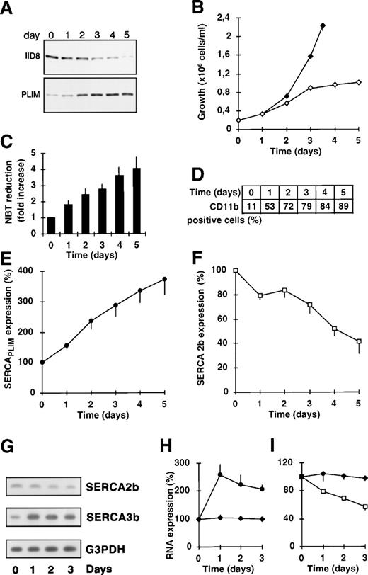 Fig. 1. Time course of the modulation of calcium pump expression in ATRA-treated HL-60 cells. HL-60 cells were treated with 1 μmol/L ATRA during 5 days and calcium pump expression was determined by discriminating monoclonal antibodies. In parallel, cell differentiation was detected by NBT reduction, CD11b expression, and growth arrest. (A) Immunostaining for SERCA 2b and SERCAPLIM with the IID8 and PLIM430 antibodies, respectively. (B) Inhibition of cell proliferation by ATRA. (◊) ATRA-treated cells; (⧫) untreated cells. (C) NADPH oxidase activity of the cells measured by NBT reduction. Data presented are the mean ± SE of 7 experiments. (D) Induction of CD11b expression by ATRA-treated cells. (E and F) Densitometric analysis of SERCAPLIM and SERCA 2b expression, respectively. (G, H, and I) Estimation of the relative abondance of SERCA mRNA species in HL-60 cells during ATRA-induced differentiation. RNA was isolated from HL-60 cells treated with 1 μmol/L ATRA, and SERCA mRNA was amplified by RT-PCR using isoform-specific oligonucleotide primers. As an internal control, RT-PCR using G3PDH-specific primers was used. (H) (•) SERCA 3b. (I) (□) SERCA 2b; (⧫) G3PDH. Data presented are the mean ± SEM of 3 experiments.