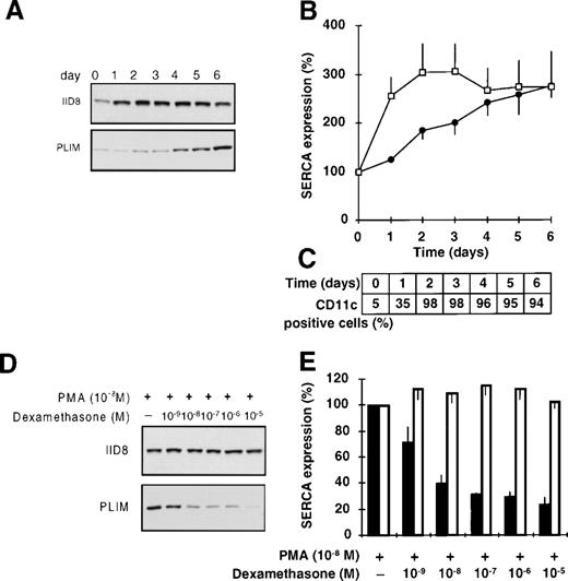 Fig. 7. Differentiation of HL-60 cells towards macrophage-like cells by PMA. HL-60 cells were treated with 10−8 mol/L PMA for 6 days and SERCA expression was determined. (A) Immunoblot staining for SERCA 2b and SERCAPLIM using the IID8 and the PLIM430 antibodies, respectively. (B) Densitometric analysis of SERCA expression in PMA-treated cells. (□) SERCA 2b; (•) SERCAPLIM. (C) Induction of CD11c expression by PMA-treated HL-60 cells. (D and E) Selective inhibition of the PMA-induced overexpression of SERCAPLIM by dexamethasone. HL-60 cells were treated for 5 days with 10−8 mol/L PMA in the presence of various concentrations of the glucocorticoid dexamethasone. (D) Immunostaining for SERCA 2b and SERCAPLIM using the IID8 and PLIM430 monoclonal antibodies, respectively. (E) Densitometric analysis of the expression levels of (□) SERCA 2b and (▪) SERCAPLIM in cells treated with PMA and dexamethasone (100% refers to SERCA expression of cells treated with PMA only). Data represent the mean ± SEM of 6 experiments.
