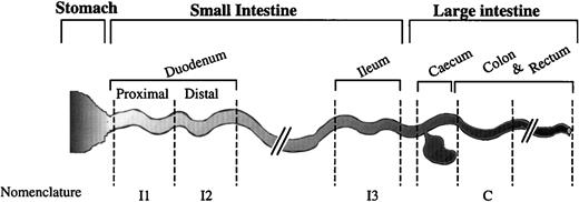 Fig. 2. Dissection scheme for the gastrointestinal tract. Different segments of the gastrointestinal tract were dissected from mice fed a low iron diet or fed a normal diet. The first part of the small intestine was divided into two pieces, I1 and I2, corresponding to the proximal and distal parts of the duodenum, respectively. The distal part of the small intestine, the ileum (I3), as well as the colon (C) were also dissected.