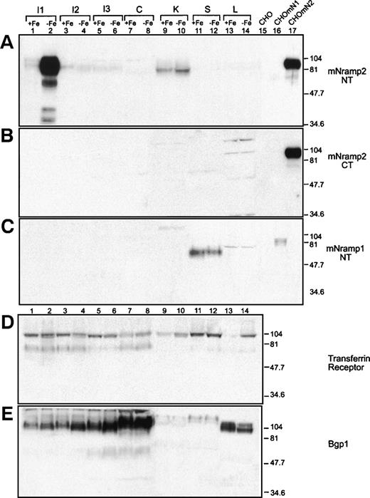 Fig. 3. Effect of dietary iron depletion on Nramp protein expression in normal tissues. Organs were harvested from mice maintained on low iron diet (−Fe) or on the same diet but supplemented with iron (+Fe). One hundred micrograms of microsomal membrane fractions isolated from proximal duodenum (I1), distal duodenum (I2), ileum (I3), colon (C), kidney (K), spleen (S), and liver (L) were resolved on a 10% acrylamide gel, transferred to a PVDF membrane, and analyzed by immunoblotting. To control the specificity of the anti-Nramp antibodies, 25 μg of membrane proteins from control CHO cells (CHO) or CHO transfectants expressing either a cMyc-tagged Nramp1 (CHOmN1) or a cMyc-tagged Nramp2 isoform II (CHOmN2) were included. Immunoblotting was performed with antibodies raised against Nramp2 N-terminus (A; mNramp2 NT), Nramp2 C-terminus (B; mNramp2 CT), Nramp1 (C; mNramp1 NT), TfR (D), and Bgp1 proteins (E). The positions and sizes (in kilodaltons) of molecular weight markers are shown. The exposure times of (A) and (B) were adjusted to produce a similar reference signal by the two antisera against the protein expressed in transfected CHO cells.