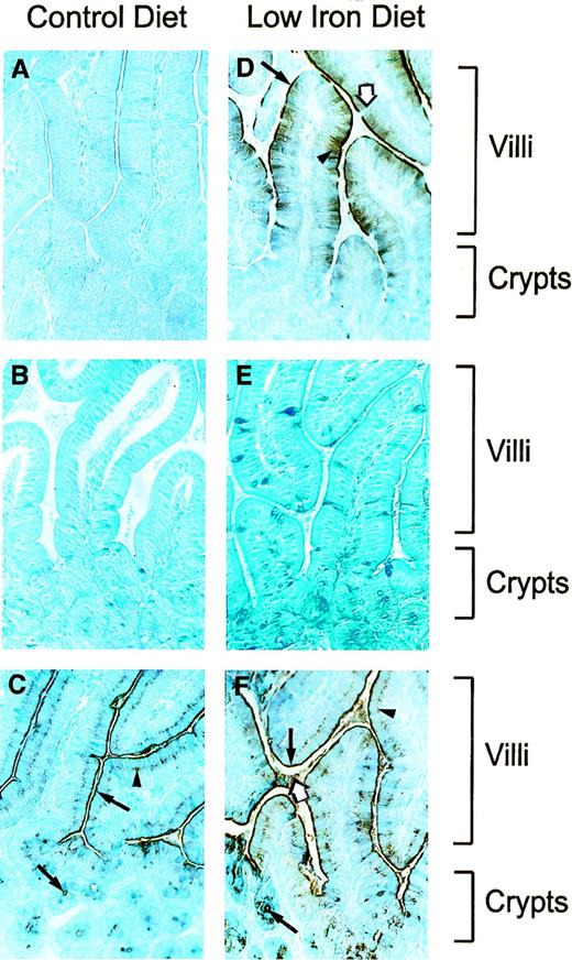 Fig. 4. Immunohistochemical staining for Nramp2 in the intestine. Tissue sections were prepared as described in Materials and Methods and were immunostained with polyclonal rabbit antimouse Nramp2 (NT) antibody (A and D), preimmune serum (B and E), and polyclonal rabbit anti-mouse Bgp1 antibody (C and F). Sections were counterstained with methylene blue, before microscopic examination and photography. Low magnification (400×) of histological sections of proximal duodenum (I1; Fig 2) from mice fed with a control (A, B, and C) or low iron (D, F, and E) diet. Position of villi and crypts are identified. Arrows in (D) identify Nramp2 brush border staining (arrow), intracellular staining (arrowhead), or negative goblet cells (white arrow). In (C) and (F), arrows identify Bgp1 staining in the brush border and in the crypts (arrow), in the supranuclear intracellular region (arrowhead), and in the lumen (white arrow).