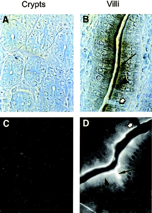 Fig. 5. Subcellular localization of Nramp2 in enterocytes. Tissue sections from the proximal duodenum (I1; Fig 2) from mice maintained on a low iron diet were analyzed for Nramp2 expression. Immunochemistry (A and B) or immunofluorescence (C and D) were performed on sections using the anti-Nramp2 NT antibody. Crypts of Lieberkuhn (A and C) and villi (B and C) are shown. Nramp2 staining was observed in the brush border (arrow) and intracellularly (arrowhead), whereas goblet cells (white arrow) and lamina propria remain negative. (Original magnification × 1,000.)