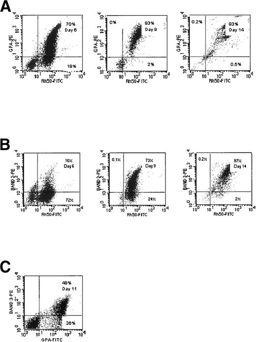 Fig. 2. Comparative expression of Rh gp (syn. Rh50), GPA, and Band 3 gp in cultures of CB cells. (A) Two-color fluorescence dot plots of Rhgp and GPA. (B) Rh gp and Band 3 expression. (C) Band 3 and GPA expression.