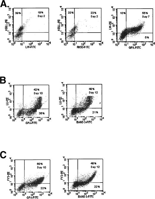 Fig. 4. Comparative expression of Band 3, LW gp, Lu gp, and Fy gp in cultures of CB cells. (A) LW expression compared with Kell gp, Rh gp (syn. Rh50), and GPA. (B) Lu gp expression compared with GPA and Band 3. (C) Fy3 expression compared with GPA and Band 3.