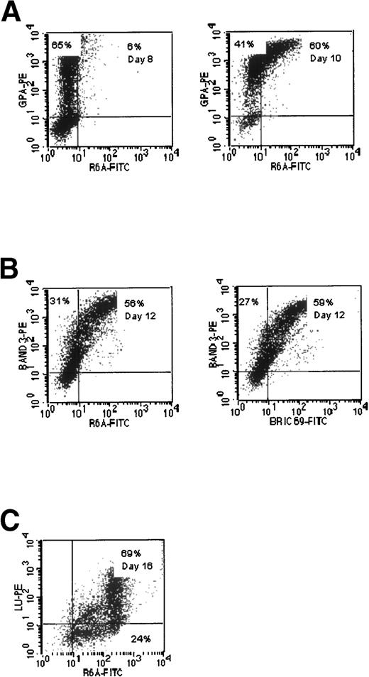 Fig. 5. Comparative expression of epitopes recognized by MoAbs to Rh polypeptides (R6A, BRIC 69) and GPA, Band 3, and Lu gp in cultures of CB cells. (A) Expression of R6A epitope compared with GPA. (B) Expression of R6A and BRIC 69 epitopes compared with Band 3. (C) Expression of R6A epitope compared with Lu gp.