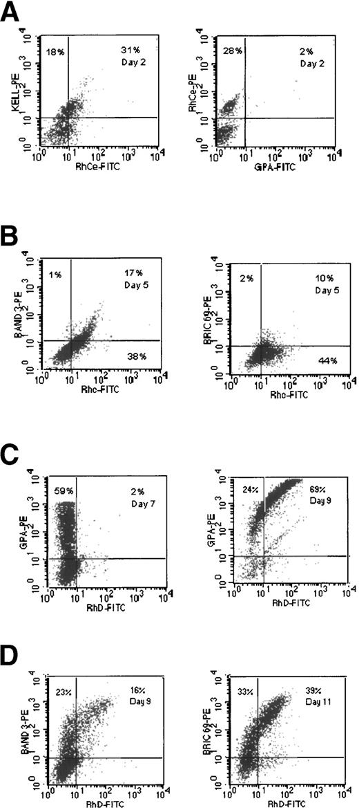 Fig. 6. Comparative expression of Rh-related epitopes with Kell gp, GPA, and Band 3 in cultures of CB cells. (A) Kell and GPA expression compared with that of the Ce-like epitope recognized by MoAb BS58. (B) BRIC 69 and Band 3 expression compared with the c epitope recognized by MoAb MS47. (C) D epitope expression compared with GPA. (D) D epitope expression compared with BRIC 69 and Band 3.