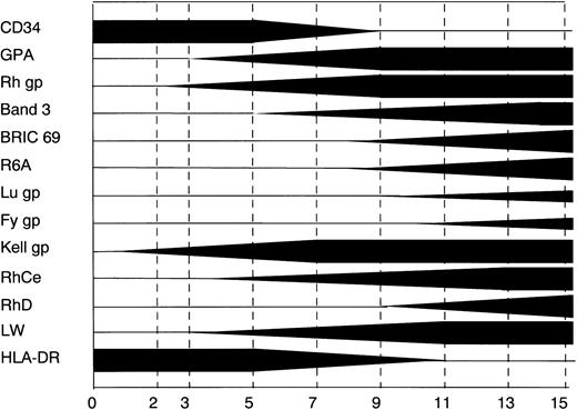 Fig. 7. A diagrammatic representation of the staging of expression of different erythroid specific epitopes in in vitro cultures of CB cells. The thickness of the bar represents the percentage of positive cells expressing that marker; full thickness equates to 100%.