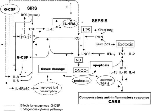 Fig. 1. The main pathways of the inflammatory circuits during SIRS and sepsis are summarized. Exogenous G-CSF (dashed lines) can interrupt a fulminant proinflammatory and anti-inflammatory response by downmodulating the action of proinflammatory TNF- and IL-1, by increasing IL-1ra (and soluble TNFR) secretion, by decreasing IL-8, by improving IL-6 consumption via IL6R (p80), by upregulating HO-1, by improving LPS clearance, and by modulating the incidence of apoptotic hematopoietic cells.