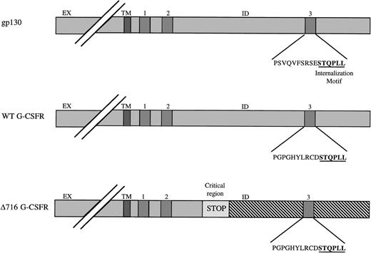 Fig. 4. Schematic diagram of dileucine internalization motif. The extracellular (EX), transmembrane (TM) and intracellular (ID) domains are indicated for gp130 and the wild-type (WT) and mutant ▵716 G-CSFR forms. A dileucine motif (underlined) that modulates ligand internalization and receptor expression localizes to the distal region of box 3 in gp130. An identical motif is present in the WT G-CSFR (underlined). Mutations in the critical region in patients with SCN/AML as in the ▵716 mutation result in the introduction of a premature stop codon (STOP) and deletion of the carboxy-terminal tail of the G-CSFR (diagonal lines) within which lies the dileucine motif (underlined).