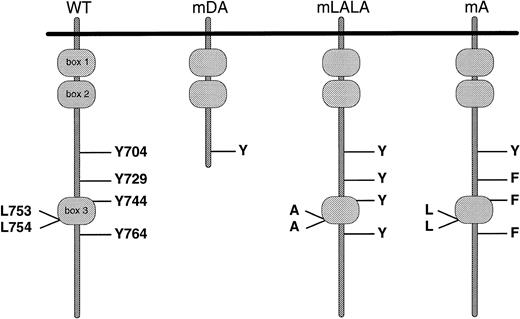Fig. 1. Schematic representation of G-CSF-R proteins studied. Cytoplasmic domains of wild-type and mutant receptors are shown. Boxes B1 and B2 denote subdomains conserved in members of the hematopoietin receptor superfamily, whereas Box B3 is conserved only with a limited number of family members, including gp130.6263 Y, tyrosine; F, phenylalanine; L, leucine; A, alanine.