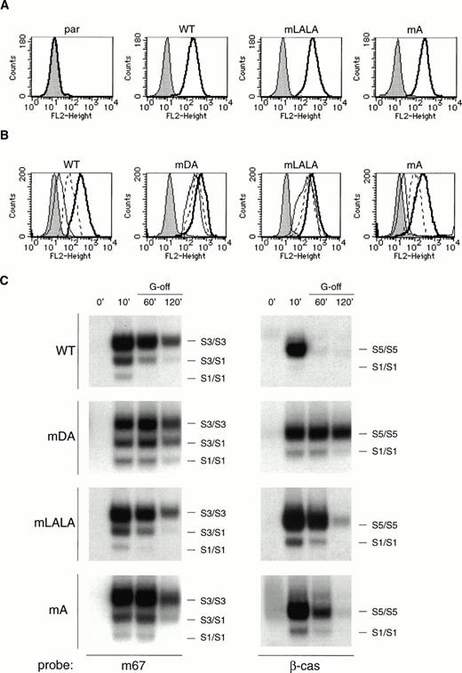 Fig. 6. Receptor internalization and activation in cells expressing mLALA and mA mutants. (A) Flow cytometric analysis of G-CSF-R expression on parental 32D.cl8.6 cells and representative 32D.cl8.6 transfectants. Cells were either stained with biotinylated mouse antihuman G-CSF-R antibodies, followed by PE-conjugated streptavidin, biotinylated antistreptavidin, and finally PE-conjugated streptavidin (unshaded), or without the anti–G-CSF-R step (shaded). (B) Receptor internalization of 32D.cl8.6 cells expressing wild-type or mutant G-CSF receptors, as indicated. (Bold line) 0 minutes; (dotted line) 30 minutes; (thin line) 90 minutes; (shaded histogram) 0 minutes, with initial binding in the presence of excess nonbiotinylated–G-CSF. This is representative of three independent determinations. (C) 32D.cl8.6 cells, expressing wild-type or mutant G-CSF receptors, were stimulated with G-CSF for 10 minutes, washed extensively, and incubated in media alone for the times indicated (G-off). Nuclear extracts were prepared at the indicated times and assayed by EMSA using the m67 and β-cas probes. This is representative of three independent experiments.