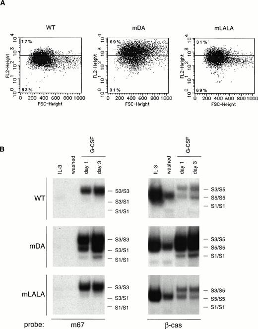 Fig. 8. Steady-state receptor levels and STAT activation in the presence of ligand. (A) Flow cytometric analysis of G-CSF-R levels on 32D.cl8.6 cells expressing wild-type or mutant G-CSF-R either growing on IL-3 (line indicates median FACS signal) or switched to G-CSF for 1 day (dots). Percentages indicate the proportion of G-CSF–stimulated cells with G-CSF-R expression either above or below the median level on IL-3. Similar results were obtained with three independent clones. (B) STAT activation in 32D.cl8.6 cells expressing wild-type or mutant G-CSF-R, either growing on IL-3, washed, or switched to G-CSF for the times indicated, using m67 and β-cas probes. This is a representative of three independent clones.