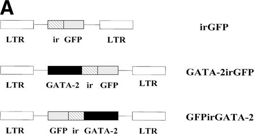 Fig. 1. (A) Schematic of the MSCV-based irGFP, GATA-2irGFP, and GFPirGATA-2 retroviral vectors. All contain the internal ribosome entry site (ir) from the encephalomyocarditis virus that allows cap-independent translation of the coding sequence 3′ of the ir element. (B) Flow cytometric analysis of GFP expression in bone marrow cells 24 hours after transduction with the irGFP, GATA-2irGFP, and GFPirGATA-2 retroviral vectors. The solid line in each panel indicates the fluorescence profile of cells transduced with the indicated vector. The broken line in each panel represents the fluorescence profile of nontransduced bone marrow cells. In each case, the percentage of cells expressing GFP is indicated. (C) Immunoblot analysis for GATA-2 expression in retroviral producer and transduced bone marrow cells. Protein lysates of 2 × 106 viral producer cells for each vector or 1 × 106 bone marrow cells transduced with the indicated vectors were electrophoretically separated, blotted, and probed with an anti–GATA-2 MoAb. The positive control lane represents protein extracted from COS-7 cells transiently transfected with a GATA-2 expression plasmid, whereas the lane marked negative contained no protein.