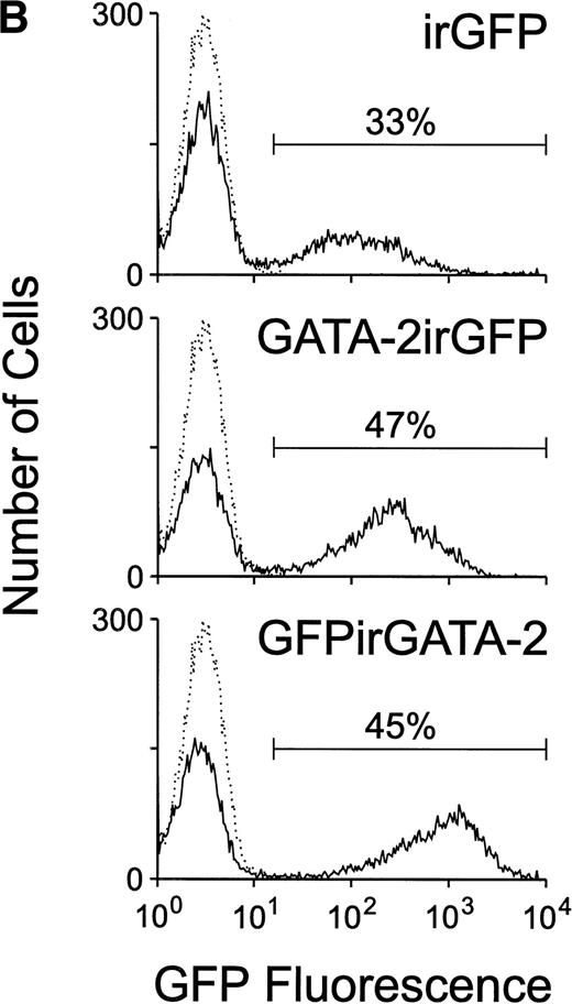 Fig. 1. (A) Schematic of the MSCV-based irGFP, GATA-2irGFP, and GFPirGATA-2 retroviral vectors. All contain the internal ribosome entry site (ir) from the encephalomyocarditis virus that allows cap-independent translation of the coding sequence 3′ of the ir element. (B) Flow cytometric analysis of GFP expression in bone marrow cells 24 hours after transduction with the irGFP, GATA-2irGFP, and GFPirGATA-2 retroviral vectors. The solid line in each panel indicates the fluorescence profile of cells transduced with the indicated vector. The broken line in each panel represents the fluorescence profile of nontransduced bone marrow cells. In each case, the percentage of cells expressing GFP is indicated. (C) Immunoblot analysis for GATA-2 expression in retroviral producer and transduced bone marrow cells. Protein lysates of 2 × 106 viral producer cells for each vector or 1 × 106 bone marrow cells transduced with the indicated vectors were electrophoretically separated, blotted, and probed with an anti–GATA-2 MoAb. The positive control lane represents protein extracted from COS-7 cells transiently transfected with a GATA-2 expression plasmid, whereas the lane marked negative contained no protein.