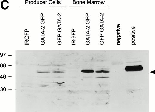 Fig. 1. (A) Schematic of the MSCV-based irGFP, GATA-2irGFP, and GFPirGATA-2 retroviral vectors. All contain the internal ribosome entry site (ir) from the encephalomyocarditis virus that allows cap-independent translation of the coding sequence 3′ of the ir element. (B) Flow cytometric analysis of GFP expression in bone marrow cells 24 hours after transduction with the irGFP, GATA-2irGFP, and GFPirGATA-2 retroviral vectors. The solid line in each panel indicates the fluorescence profile of cells transduced with the indicated vector. The broken line in each panel represents the fluorescence profile of nontransduced bone marrow cells. In each case, the percentage of cells expressing GFP is indicated. (C) Immunoblot analysis for GATA-2 expression in retroviral producer and transduced bone marrow cells. Protein lysates of 2 × 106 viral producer cells for each vector or 1 × 106 bone marrow cells transduced with the indicated vectors were electrophoretically separated, blotted, and probed with an anti–GATA-2 MoAb. The positive control lane represents protein extracted from COS-7 cells transiently transfected with a GATA-2 expression plasmid, whereas the lane marked negative contained no protein.