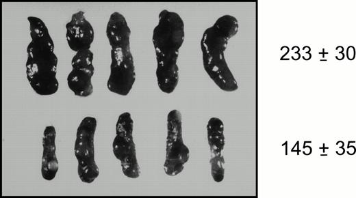Fig. 3. Gross appearance of spleens obtained from mice 14 days after transplantation with 3 × 104 purified bone marrow cells expressing the GATA-2irGFP (bottom row) or control irGFP vectors (top row). The mean splenic weight (mg) ± standard error for each group is indicated at right and were statistically significantly different (P < .04). The weight of the spleens from animals transplanted with GATA-2irGFP–expressing cells did not differ from the weight of spleens from animals that did not receive cells (148 ± 2; n = 2).