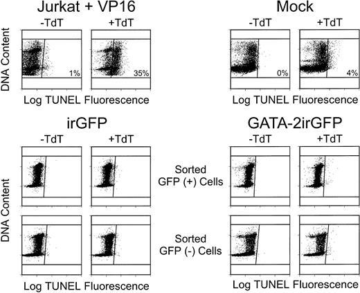 Fig. 4. Flow cytometric analysis of fragmented DNA ends labeled with fluoresceinated digoxygenin-conjugated dUTP in a terminal transferase (TdT)-catalyzed reaction (TUNEL; abscissa) as a function of cellular DNA content (ordinate). One-half of each sample was labeled in the absence of TdT enzyme (−TdT) to determine the background level of FITC fluorescence; the remaining half of the sample was labeled in the presence of TdT (+TdT) to fluorescently tag fragmented DNA ends. Cells to the right of the vertical line in the (+TdT) plots have free DNA ends specifically labeled by TdT, indicating apoptotic cell death. In this analysis, Jurkat cells treated for 6 hours with the toxic chemotherapy drug VP-16 showed a substantial number of cells (35%) undergoing apoptosis. In contrast, bone marrow cells cultured on naive NIH 3T3 cells (Mock) had 4% apoptotic cells, whereas unsorted GATA-2irGFP–transduced cells had 3% apoptotic cells (data not shown). Both sorted GFP-expressing and nonexpressing cell populations for each vector, as indicated, contained less than 1% apoptotic cells. Similar results were obtained in another experiment.