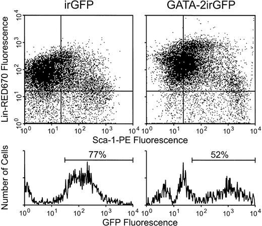 Fig. 5. Flow cytometric analysis for GATA-2irGFP or control irGFP vector expression in the Sca-1+ Lin−fraction of bone marrow cells. Twenty-four hours after completion of the transduction period with the indicated vectors, bone marrow cells were stained for expression of the Sca-1 and lineage-specific cell surface markers as described in Materials and Methods. The Sca-1+ Lin− cell subset (lower right quadrant of each dot plot) was gated on and GFP fluorescence in this cell subset is shown in the histogram below each dot plot. The percentages of GFP+ Sca-1+Lin− cells are indicated above each histogram. A separate experiment yielded similar results.