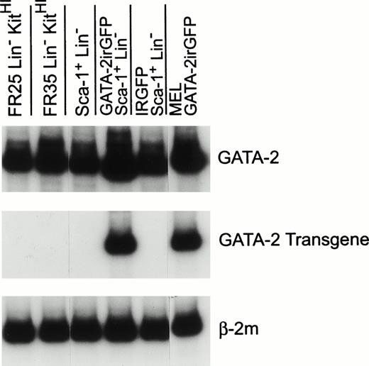 Fig. 6. RT-PCR analysis of total GATA-2, retroviral GATA-2, and β-2m RNA levels in naive and transduced immature bone marrow cells. RNAs from naive bone marrow cells fractionated by counterflow centrifugal elutriation at a flow rate of 25 mL/minute (FR 25) or 35 mL/minute (FR35) and expressing high levels of c-kit (KitHI) but lacking lineage-marker expression (Lin-)14 and from cells expressing the Sca-1 antigen but lacking lineage-marker expression were used as controls for high-level endogenous GATA-2 expression. RNAs from Sca-1+Lin− cells expressing the GATA-2irGFP and control irGFP vector, as indicated, were obtained as described in Materials and Methods. RNA from a murine erythroleukemia cell line expressing the GATA-2irGFP vector served as a positive control for the retroviral GATA-2 RNA. Predetermined amounts of each sample RNA that yielded approximately equal β-2m signals (bottom panel) within the linear range of the assay were used to assess the level of total GATA-2 RNA (top panel; endogenous plus retroviral) and retroviral GATA-2 RNA (middle panel).