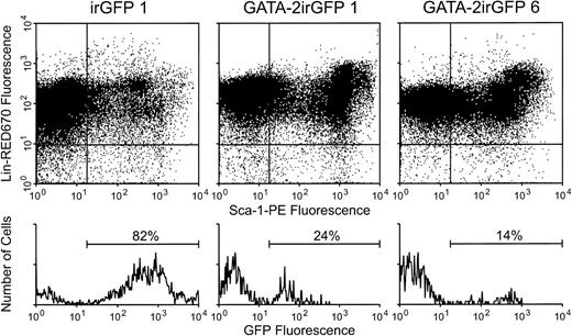 Fig. 9. Levels of GATA-2irGFP- or control vector irGFP-expressing Sca-1+ Lin− cells in the bone marrow of animals transplanted with vector-expressing cells. Bone marrow cells were obtained 5 weeks after transplantation from animals transplanted with cells expressing the GATA-2irGFP or control irGFP vector. Staining for the Sca-1 and lineage marker antigens was performed as described in the Materials and Methods. The Sca-1+ Lin−cell subset in the lower right quadrant was gated on and expression of GFP fluorescence within this cell subset is shown in the histograms below each plot. The percentage of GFP+Sca-1+ Lin- cells is indicated above each histogram. Analysis of a representative control irGFP vector animal is shown.