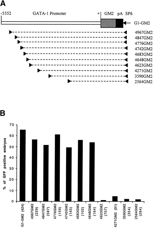 Fig. 1. Identification of a distal control region by PCR dissection of GATA-1 promoter. (A) A map of construct G1-GM2 is shown. To generate deletion constructs, a specific primer (left arrowhead) and SP6 primer (right arrowhead) were used to amplify a portion of G1-GM2, as denoted by the broken line. (B) The percentages of GFP-positive 48-hour embryos obtained after microinjection of these constructs are shown, with the number of embryos observed for each construct indicated in parentheses.