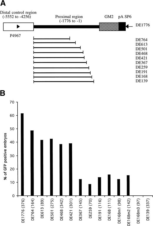 Fig. 3. Identification of proximal cis-elements in GATA-1 promoter/enhancer region. (A) Parent construct DE1776 was generated by deleting a sequence between -4257 and -1775 of the GATA-1 promoter from plasmid G1-GM2. Other constructs were generated by deleting variable lengths of sequence between the distal control region and translation start codon. Deleted regions are indicated by the bold line. Primers P4967 and SP6 (arrowheads) were used to amplify the region in each construct required for microinjection (detailed in Materials and Methods). (B) The percentages of GFP-positive 48-hour embryos obtained after microinjection of these constructs are shown, with the number of embryos observed for each construct indicated in parentheses.