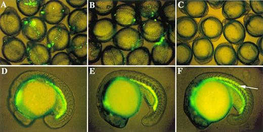 Fig. 4. Role of proximal CACCC box in initiation of GATA-1 expression and existence of a negative control element. GFP expression patterns in 9 to 12 somite embryos microinjected with three critical GATA-1/GFP linearized constructs: (A) G1-GM2 produces strong GFP expression; (B) G1m-GM2 produces weak GFP expression; and (C) DE139 shows no GFP expression at all. Zebrafish embryos at the 18- to 19-hour stages transgenic for G1-GM2 (D) or DE1776 (E) show similar patterns of GFP expression. GFP is expressed in the notochord (indicated by an arrow in F) of embryos transgenic for DE468, although GFP is also present in abundance in the hematopoietic intermediate cell mass. Similar results were observed in germline fish transgenic for DE421 (data not shown).