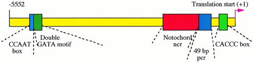 Fig. 5. Cis-regulatory elements in zebrafish GATA-1 genomic locus. The proximal CACCC box element at position -146 is absolutely required for the initiation of GATA-1 gene expression in hematopoietic cells, while the distal double GATA motif between -4635 and -4627 is necessary for enhancing and maintaining this expression. The CCAAT box at -4643 and another 49-bp positive control region (pcr) between -421 and -366 strengthen the GATA-1 expression. The expression of GATA-1 in the notochord, a nonhematopoietic tissue, is repressed by a negative control region (ncr) located between -1776 to -468.