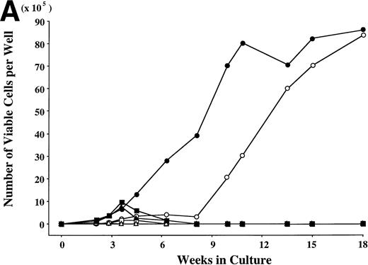Fig. 1. Combination of SCF and TPO stimulates neutrophilic cell production by CD34+ cord blood cells in serum-deprived liquid culture. (A) CD34+ cord blood cells (2 × 104) were plated per well containing serum-deprived liquid culture medium supplemented with SCF, TPO, G-CSF, or GM-CSF, alone or in combination. Half of the cells and culture medium were replaced weekly with fresh medium containing growth factor(s). Numbers of viable cells were serially counted. (B) The cultured cells were processed for staining with POX. The results shown are from one representative experiment of three. Similar results were obtained in the other two experiments. SCF (○), TPO (◊), G-CSF (▵), GM-CSF (□), SCF + TPO (•), SCF + G-CSF (▴), SCF + GM-CSF (▪).