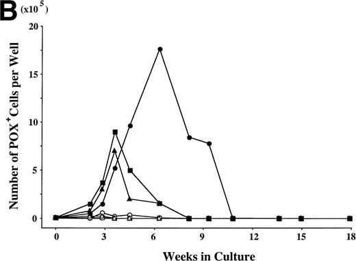 Fig. 1. Combination of SCF and TPO stimulates neutrophilic cell production by CD34+ cord blood cells in serum-deprived liquid culture. (A) CD34+ cord blood cells (2 × 104) were plated per well containing serum-deprived liquid culture medium supplemented with SCF, TPO, G-CSF, or GM-CSF, alone or in combination. Half of the cells and culture medium were replaced weekly with fresh medium containing growth factor(s). Numbers of viable cells were serially counted. (B) The cultured cells were processed for staining with POX. The results shown are from one representative experiment of three. Similar results were obtained in the other two experiments. SCF (○), TPO (◊), G-CSF (▵), GM-CSF (□), SCF + TPO (•), SCF + G-CSF (▴), SCF + GM-CSF (▪).