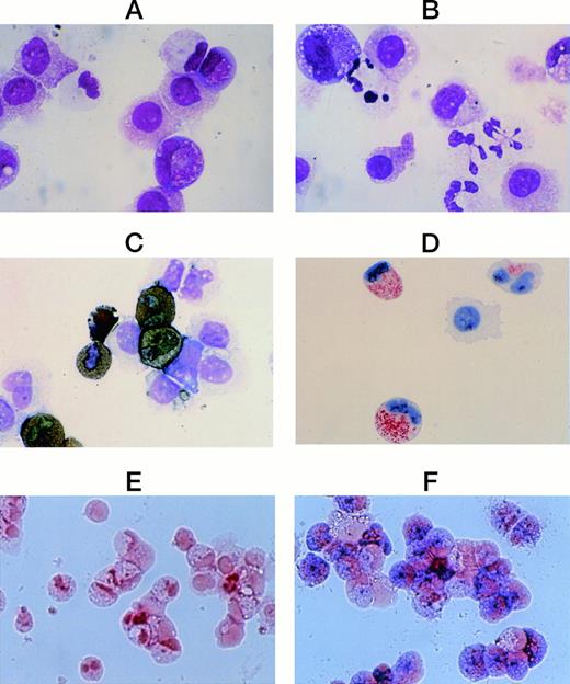 Fig. 3. Cytological characteristics of neutrophilic cells grown by SCF + TPO from CD34+ cord blood cells. Staining of cultured cells grown by SCF + TPO at 8 weeks with May-Grünwald-Giemsa (A); with POX (C); with a MoAb for MPO (D), and with ALP (E). The cells generated by SCF + TPO at 8 weeks were harvested and recultured with SCF + TPO + G-CSF. After 1 week, the cells were processed for staining with May-Grünwald-Giemsa (B), and with ALP (F). Original magnification: ×1,000 (A-D), ×400 (E,F).