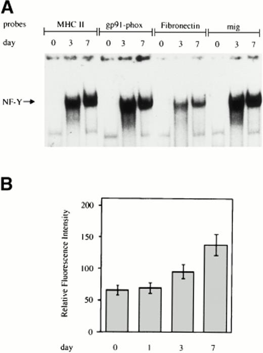Fig. 1. Increasing NF-Y binding to the CCAAT box region of the promoters of genes upmodulated during monocyte to macrophage differentiation. (A) Whole cell extracts obtained from human primary monocytes at day 0, 3, and 7 of culture were incubated with labeled oligonucleotides, corresponding to sequences surrounding the CCAAT box present in the promoters of the MHC class II, gp91-phox, fibronectin, and mig and analyzed by EMSA. (B) HLA-DR expression on the cell surface of in vitro grown monocytes. Monocytes were grown for the indicated time and processed for membrane fluorescence using anti–HLA-DR monoclonal antibody, as described in Materials and Methods.