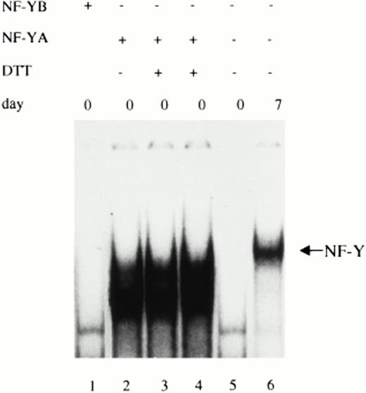 Fig. 2. Exogenous addition of purified NF-YA subunit is able to reconstitute NF-Y binding activity in freshly isolated monocytes. Whole cell extracts obtained from human freshly isolated monocytes were incubated with the 32P-labeled oligonucleotide corresponding to the MHC class II CCAAT box. Additions of 100 ng of the recombinant NF-YB subunit (lane 1) or 100 ng of the recombinant short form of NF-YA subunit (lane 2) were made to the reaction mix before EMSA where indicated. In lanes 3 and 4, 10 or 20 mmol/L DTT was added to the reaction mix. Whole cell extracts prepared from freshly isolated monocytes (d0) and fully differentiated macrophages (d7) (lanes 5 and 6) were used as control of NF-Y binding activity.