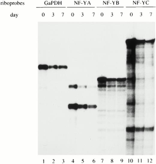 Fig. 3. Analysis of NF-Y subunits (A, B, and C) mRNA during monocyte to macrophage differentiation. Total RNA prepared from freshly isolated (d0), maturing (d3), and fully differentiated (d7) macrophages was hybridized with specific riboprobes for human NF-YA, NF-YB, and NF-YC subunits and analyzed by RNase protection. The two mRNA species of NF-YA mRNA correspond to the two isoforms derived by alternative splicing. GaPDH riboprobe was used as an internal control.