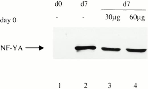 Fig. 4. The lack of NF-YA subunit in cell extracts from freshly isolated monocytes is not due to degradation. Western blot analysis (30 μg) from freshly isolated monocytes (d0) and fully differentiated macrophages (d7) (lanes 1 and 2) was performed with an affinity-purified antibody against NF-YA. Extracts were prepared, as indicated in Materials and Methods, but without the addition of protease inhibitors. In lanes 3 and 4, increasing amounts of whole cell extract from freshly isolated monocytes (d0) were added to 30 μg of cell extracts from d7 cultured monocytes, incubated for 40 minutes at room temperature, and then subjected to Western blot analysis.