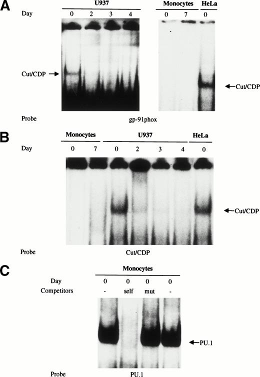 Fig. 5. Cut/CDP binding activity is undetectable in human primary monocytes/macrophages. (A) Nuclear cell extracts from freshly isolated monocytes and fully differentiated macrophages were incubated with CDP-labeled oligonucleotide derived from the gp91-phox promoter and analyzed by EMSA. Nuclear cell extracts were from HeLa cells and U937 cells undifferentiated or induced to monocyte differentiation with 125OH-vitamin D3 for 2, 3, and 4 days. (B) The same nuclear extracts were incubated with a labeled specific consensus Cut binding site.27 (C) Whole (lane 1) and nuclear cell (lane 4) extracts prepared from freshly isolated monocytes were incubated with a labeled PU.1 oligonucleotide to test extract integrity. Competition assay with wild-type (lane 2) and mutated oligonucleotide (lane 3) was also performed on whole cell extracts.