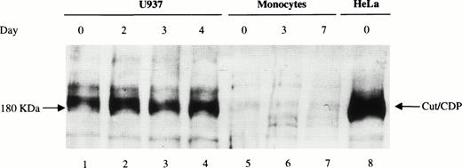 Fig. 6. Analysis of cut/CDP protein expression during monocyte to macrophage maturation. Western blot analysis was performed on whole cell extracts (50 μg) from day 0, 3, and 7 monocyte culture (lanes 5 through 7) incubated with a specific anti–cut/CDP antibody. Whole cell extracts (50 μg) from U937 cells undifferentiated or induced to monocyte differentiation with 125OH-vitamin D3 for 2, 3, and 4 days (lanes 1 through 4) and HeLa cells (lane 8) were used as positive control for cut/CDP expression.