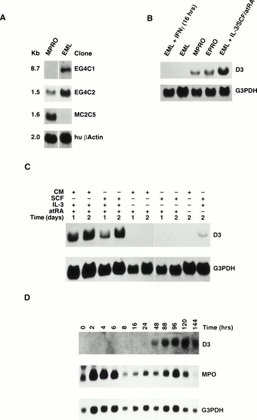 Fig. 1. (A) Northern blot analysis of RNA extracted from the EML and MPRO cell lines. The blots were probed with partial cDNA clones isolated by DDRT-PCR and reprobed with human β-actin. (B) Northern blot analysis of RNA extracted from MPRO, EPRO, and EML cell lines and EML cells treated with IFNγ for 16 hours or IL-3/SCF/atRA for 6 days. The blot was probed with the 3′ UTR of the D3 gene and reprobed with G3PDH. (C) Northern blot analysis of RNA extracted from EML cells treated for 1 or 2 days with (+) or without (−) CM, SCF, IL-3, and atRA. The blot was probed with the 3′ UTR of D3 gene and reprobed with G3PDH. (D) Northern blot analysis of RNA extracted from EML cells cultured for 0 to 144 hours in IL-3/BHK CM/atRA. The blot was probed with D3 (top), MPO (center), and G3PDH (bottom).