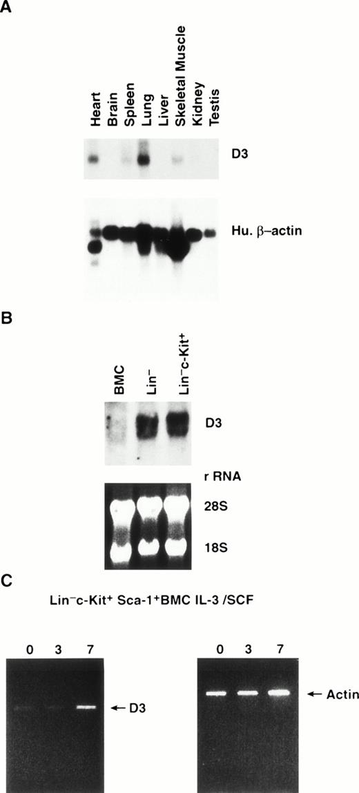 Fig. 2. (A) Northern blot analysis of poly A+ RNA extracted from normal mouse tissues. The blots were probed with a D3 specific probe (top) and reprobed with human β-actin (bottom). (B) Northern blot analysis of RNA extracted from BMC, lineage-depleted BMC (Lin−), and Lin− cells purified by flow cytometry for expression of c-Kit (Lin−c-Kit+). The blots were probed with the D3 specific probe (top) and equal loading of samples was verified by ethidium bromide staining of rRNA (bottom). (C) RT-PCR analysis of D3 expression (left) in Lin− c-Kit+ Sca-1+ BMC cultured 0, 3, and 7 days in IL-3/SCF. Amplification of actin from each cDNA sample is shown (right).