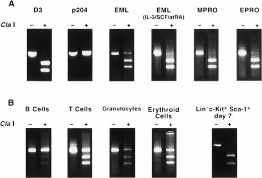 Fig. 3. RT-PCR analysis of D3 expression in cell lines and in normal hematopoietic cells. (A) Plasmids containing the full-length cDNAs for D3 and 204 were purified and amplified using D3/204 primers, which amplifies a 505-bp band visualized by ethidium bromide staining. The amplification products were then purified and treated with (+) or without (−) Cla I. RNA extracted from EML, EML cultured in IL-3/SCF/atRA for 6 days, MPRO, and EPRO cell lines were reverse transcribed with oligo (dT), amplified with D3/204 primers, and treated with (+) or without (−) Cla I. (B) RNA from normal hematopoietic cells was purified and analyzed for D3 expression by RT-PCR as indicated above.