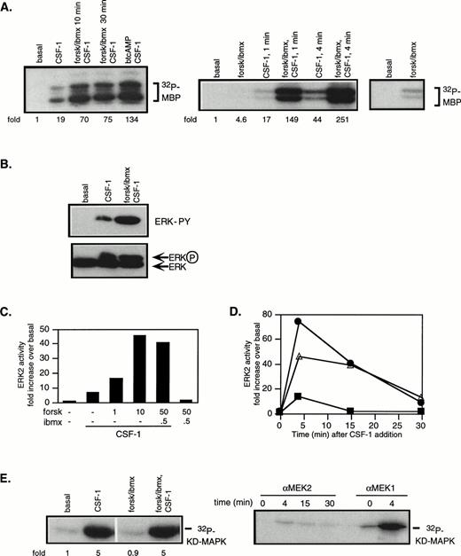 Fig. 2. cAMP cooperates with CSF-1 to synergistically activate ERK/MAPK. 32D/CSF-1R cells were starved in serum-free media for 2 hours. Where indicated, 50 μmol/L forskolin (forsk) and 0.5 mmol/L IBMX or 1 mmol/L btcAMP were added during the last 20 minutes of the incubation or as indicated and then stimulated with or without CSF-1 for 4 minutes or as indicated at 37°C. Immune complex kinase assays were performed on lysates normalized for protein content. Fold refers to increase in substrate phosphorylation relative to that in untreated cells. (A) ERK2 was immunoprecipitated and activity measured in an in vitro kinase assay with MBP as a substrate. The left panel shows that similar results were obtained with either a 10- or 30-minute pretreatment period with forskolin/IBMX and with btcAMP. The right panel shows that forskolin/IBMX pretreatment increased ERK activity at both 1 and 4 minutes after CSF-1 addition. The rightmost panel is a longer exposure to compare basal ERK activity with that in the presence of forskolin/IBMX only. The magnitude of the increase induced by forskolin/IBMX varies between experiments (see Fig 3). (B) Immunoprecipitated ERK2 was analyzed for tyrosine phosphorylation by Western blotting with an antiphosphotyrosine antibody (top). The blot was then stripped and reprobed with anti-ERK2 monoclonal antibody (bottom). (C) Cells were pretreated with varying doses of forskolin or IBMX as indicated, followed by CSF-1 stimulation. ERK immune complex kinase assays were performed as described above. (D) Cells were stimulated with CSF-1 alone (▪), pretreated with forskolin/IBMX for 20 minutes and then stimulated with CSF-1 (•), or treated with CSF-1 and forskolin/IBMX simultaneously (▵). Aliquots were taken at the indicated time points, and lysates were prepared and assayed for ERK2 activity. (E) MEK1 was immunoprecipitated and activity measured with recombinant KD MAPK protein as substrate (left panel). MEK1 or MEK2 was immunoprecipitated from the same preparation of lysates and assayed for kinase activity (right panel). Parallel MEK1 and MEK2 immune complex kinase assays were repeated twice with similar results.