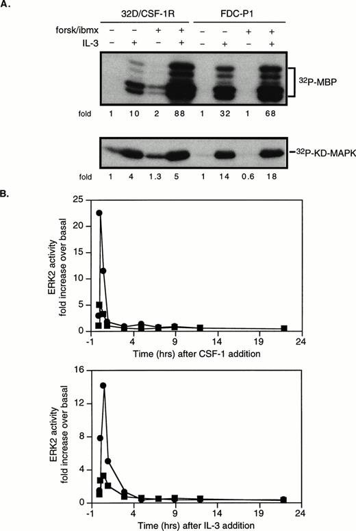 Fig. 4. cAMP synergizes with IL-3 to activate ERK2 in 32D/CSF-1R and FDC-P1 cells. Cells were treated as described in the legend to Fig2, except that they were stimulated with murine rIL-3. (A) Cells were pretreated or not with forskolin/IBMX and stimulated with IL-3 for 15 minutes. ERK (top) and MEK1 (bottom) assays were performed as described in Fig 2. (B) Time dependence of ERK2 stimulation by CSF-1 (top panel) or IL-3 (bottom panel) in the presence (•) or absence (▪) of forskolin (10 μmol/L) and IBMX (0.1 mmol/L) pretreatment. Cells were starved in medium containing 10% FBS but no IL-3 for 18 hours and CSF-1 or IL-3 was added. Aliquots were taken at the indicated time points (0, 5 minutes, 30 minutes, 1 hour, 3 hours, 5 hours, 7 hours, 9 hours, 12 hours, and 22 hours) and processed for ERK activity. The experiments shown in (A) and (B) have been repeated twice with very similar results.