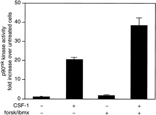 Fig. 5. cAMP upregulates CSF-1–stimulated p90rskactivity. 32D/CSF-1R cells were treated as described in the legend to Fig 2. Lysates were immunoprecipitated with anti-p90rsk and the immunoprecipitates were assayed for kinase activity towards S6 peptide. Data represent the means ± SE from two independent experiments.