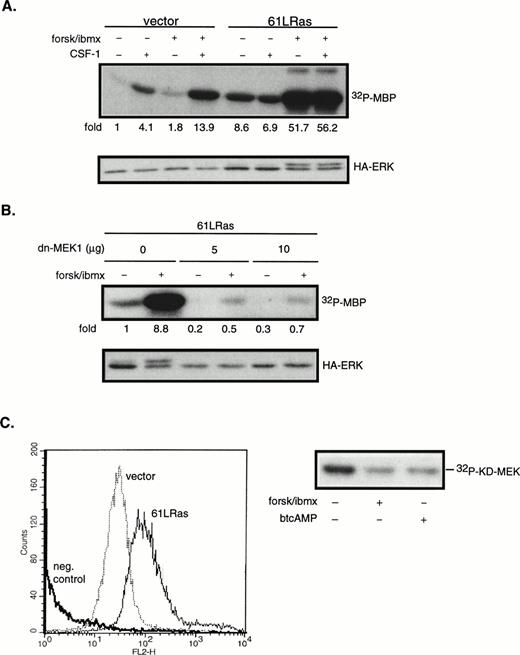 Fig. 6. cAMP synergizes with oncogenic Ras to stimulate ERK in an MEK1-dependent manner. 32D/CSF-1R cells were cotransfected with vector (7 μg) and HA-ERK2 (2 μg) or with 61LRas (6 μg), HA-ERK2 (1 μg), and vector (2 μg). Twenty-four hours later, surviving cells were starved and pretreated or not with forskolin/IBMX before stimulation with CSF-1 for 4 minutes. (A) Transfected ERK2 from lysates normalized to contain equivalent levels of HA-ERK2 was immunoprecipitated with anti-HA antibody and kinase activity towards MBP was determined (top). Anti-HA Western blot of transfected HA-ERK2 is shown (bottom). The results are representative of four independent sets of transfections. (B) Cells were cotransfected with 61LRas (3 μg), HA-ERK2 (1 μg), and the indicated amounts of dn-MEK1, with the total DNA content kept constant with empty vector. HA-ERK2 kinase activity (top) and Western blot (bottom) are shown. (C) FACS analysis shows Ras expression level in cells 24 hours after transfection with either vector (20 μg) or 6LRas (20 μg). Cells were permeabilized and stained with anti-Ras antibody (Y13-258). As a negative control, Ras-transfected cells were stained with an irrelevant primary antibody (anti-CD4). Abscissa: log relative fluorescence intensity; ordinate: relative cell number. Raf-1 kinase activity in cells transfected with 61LRas, in the absence or presence of cAMP-elevating agents, is shown on the right.