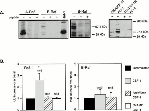 Fig. 7. CSF-1 activates Raf-1 but not B-Raf or A-Raf and none is activated in the presence of cAMP and CSF-1. (A) Western blot analysis of the three Raf isoforms in 32D/CSF-1R cells. Where indicated, blocking peptide (1 and 3 μg/mL) was preincubated with the appropriate antibody. The middle panel is a longer exposure of the B-Raf segment of the blot shown on the left. Equal amounts of lysates (50 μg) from 32D/CSF-1R and PC12 cells were also Western blotted for B-Raf, showing significantly higher levels of expression in PC12 cells (right panel). “+” refers to a parallel blot that was incubated with anti–B-Raf and its blocking peptide (1 μg/mL). (B) 32D/CSF-1R cells were treated as described in Fig 2 and Raf-1 or B-Raf was immunoprecipitated. Kinase activity was measured using a recombinant KD-MEK1 as substrate. Shown is a plot summarizing data (means ± SE) from multiple (n) experiments. Only CSF-1–stimulated Raf-1 activity is significant (*) compared with basal (P < .05).